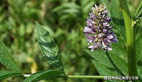 茎腐病， 全株枯死