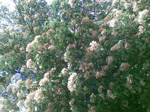 在乡间的小路上，我遇见了它