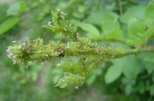 蚜虫太多怎么办？试试这些方法吧！