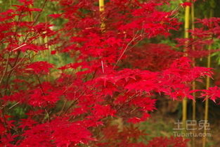 枫树种类，各有千秋！