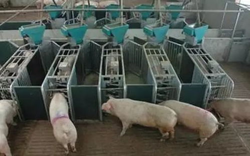 秋冬季养猪场消毒，保障猪群健康