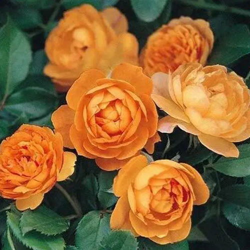 月季花， 如何让花苞快点开