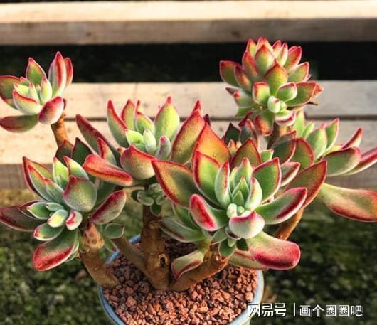 牡丹叶子发软，是不是该浇水了