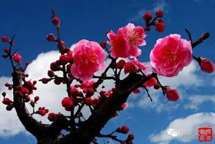 梅花：傲骨寒霜，寒冬腊月独放异彩