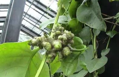 品种选择：种植油麻藤的血泪史