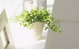 夏日炎炎，如何用植物降温，省电费37%的秘密？