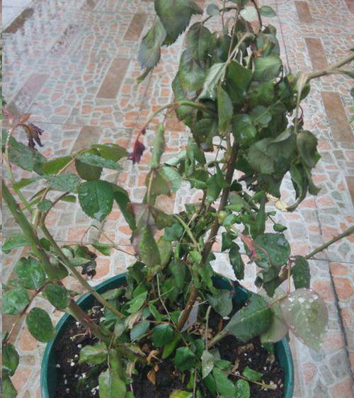 月季花的种植时间