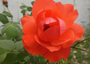 2. 成者阝：月季花与蓉城之美的邂逅