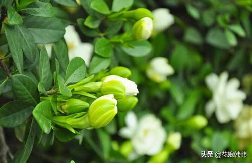 栀子花可以扦插吗？种植及养护方法有哪些