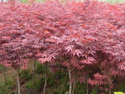 紫叶小檗，红枫的好伙伴