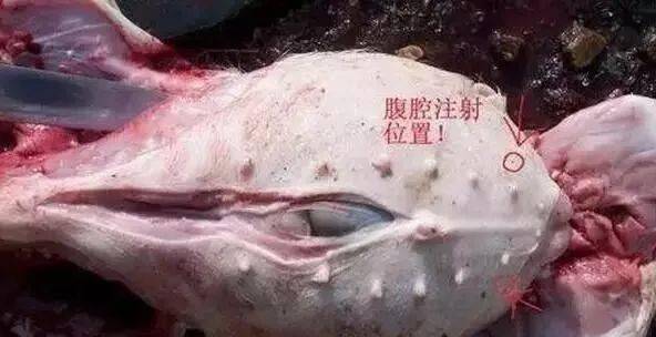 猪腹腔注射技术要点有哪些？如何确保注射准确且无副作用