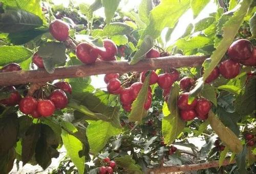 樱桃发芽的几个步骤