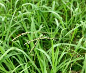 毛花雀稗：禾本科牧草