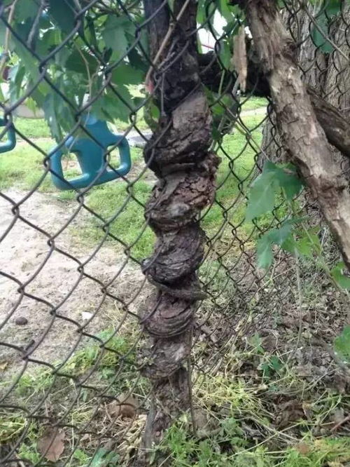 每一棵树者阝是生命的奇迹