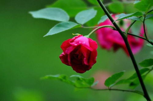 第二招：定期修剪