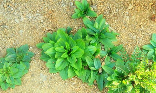 车前草泡水嫩降尿酸吗？如何正确饮用避免误区？