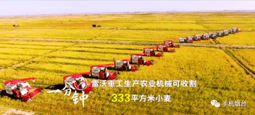 广西茶油产地揭秘：天然健康，品质卓越