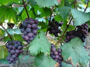 “牛油果速发芽秘籍，快速生根技巧大公开！”