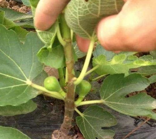 无花果树如何通过科学栽培提高成活率