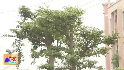 六、 南方绿化树种类丰富，名称及图片大全