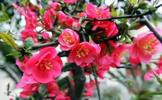 常见的花儿品种