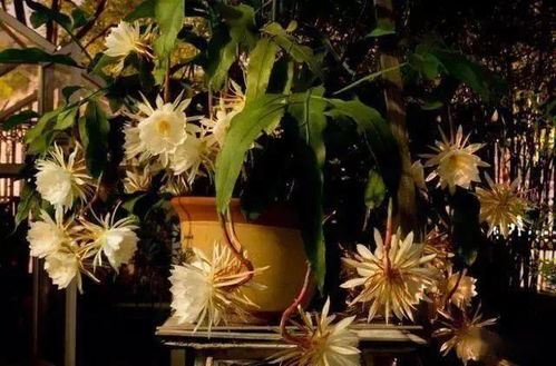 养昙花开花多技巧，小叶昙花药用价值解析