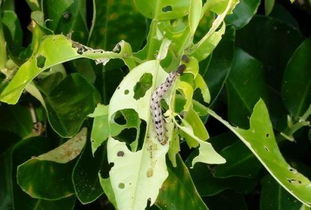 甲维盐虱螨脲：防治害虫的小Neng手