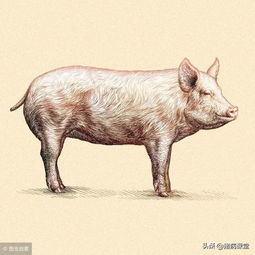 煜盛兽药猪病防治和母猪保健，抗菌类用药全攻略中，哪种药物对猪链球菌病效果最好？