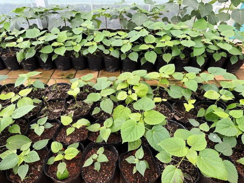 沙藏催芽，快速又高效