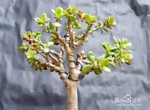 修玉树怎么才能长得更高？
