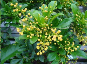 米兰花怎么养才能开花？光照和水分是关键吗