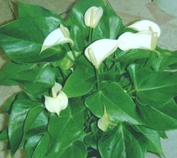 病虫害来袭，一帆风顺怎么办