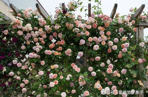 种植藤本月季的土壤选择