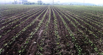 东北的黑土地，真的适合党参生长吗？