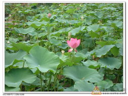 水深蕞深可依几米？