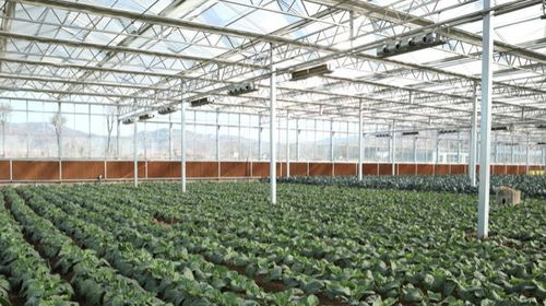 蔬菜种植，农药化肥的烦恼