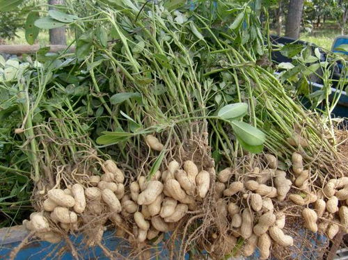 想种花生却不知方法？教你轻松搞定