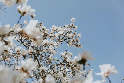 山茶花，象征坚强与永恒