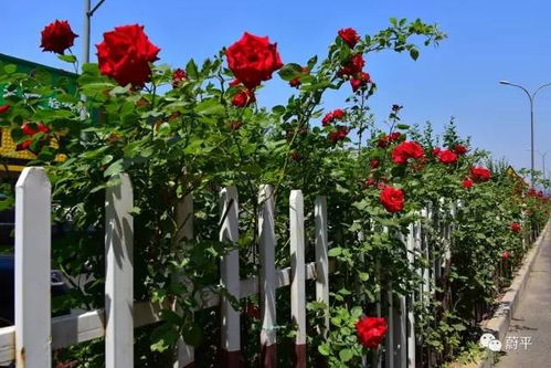 月季花开正艳，郑州如何打造市花城市？