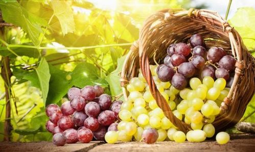 秋天适合种植的水果和果树