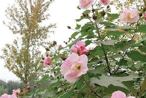 夏日的美丽画卷