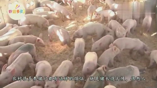 这款猪饲料真的能让猪长得又快又壮吗？有没有人用过效果怎么样？
