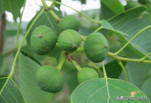 秋天种啥果树好？