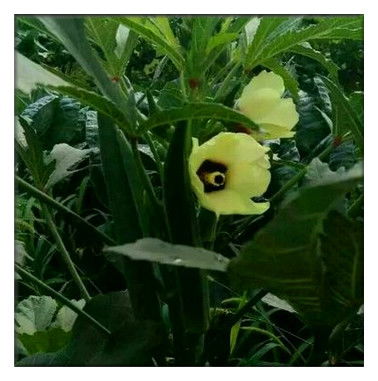 秋葵种植最佳时间是什么？如何管理秋葵才能丰收