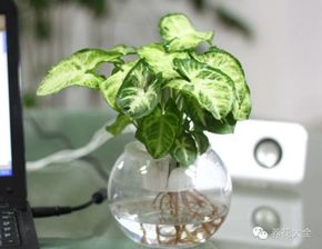 办公桌空间小难养护？10款省心绿植推荐，轻松降本30%时间！