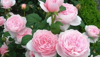 花香特点， 淡淡的清香