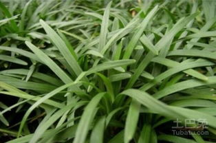 玉龙草养护秘籍：掌握浇水技巧