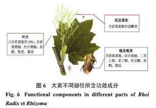 泡桐：揭秘渔业中的高效资源利用策略