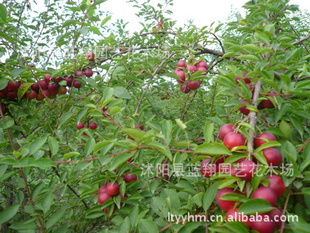 钙果树，后来啊多还是哪里买？我来告诉你！