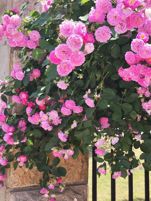 蔷薇花温柔绽放，探花之美，#蔷薇花养护#